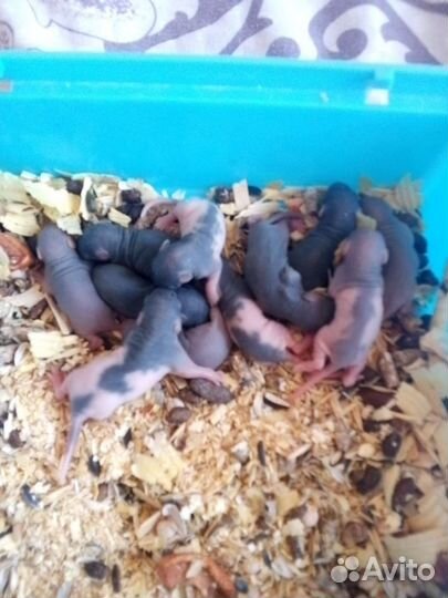 Крыса дамбо