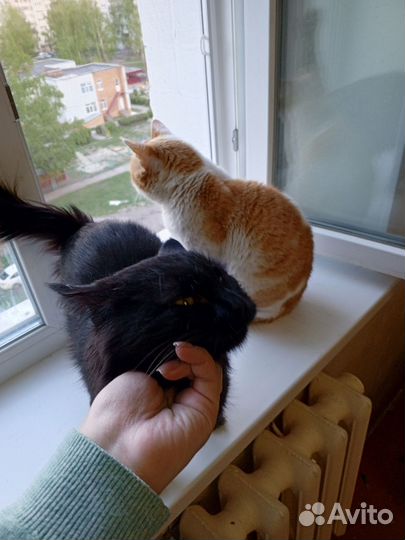 Кот Бегемот