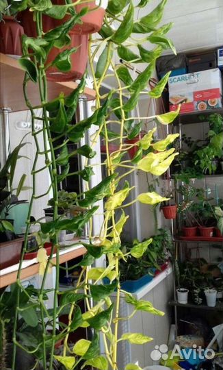 Эпипремнумы продажа 25.08.2023 г