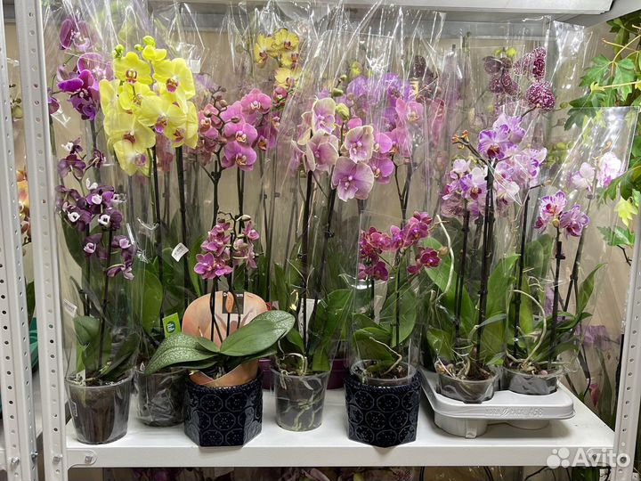 Сортовые орхидеи