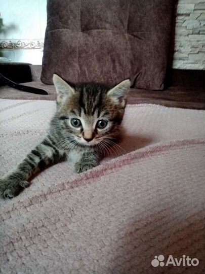 Кошка и кот