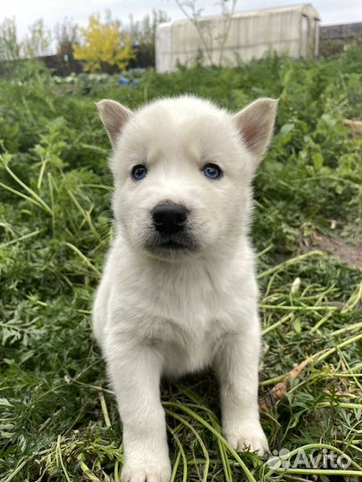 Собаки хаски щенки