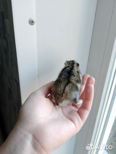 Джунгарский хомяк