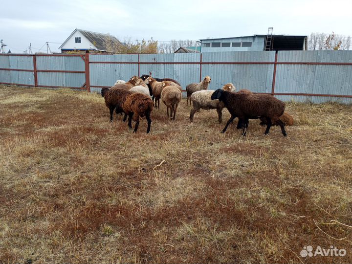 Овцы бараны ягнята