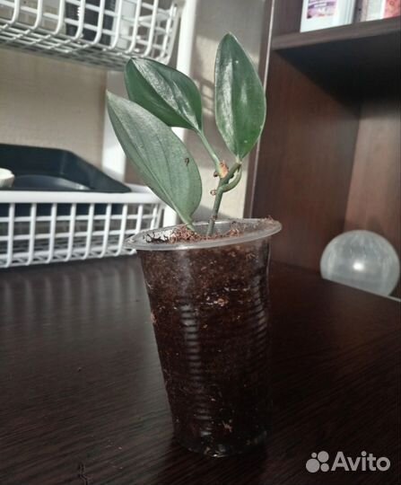 Сциндапсус дарк форм