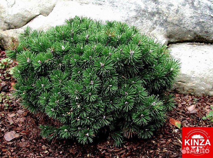 Сосна горная для дачи и дома