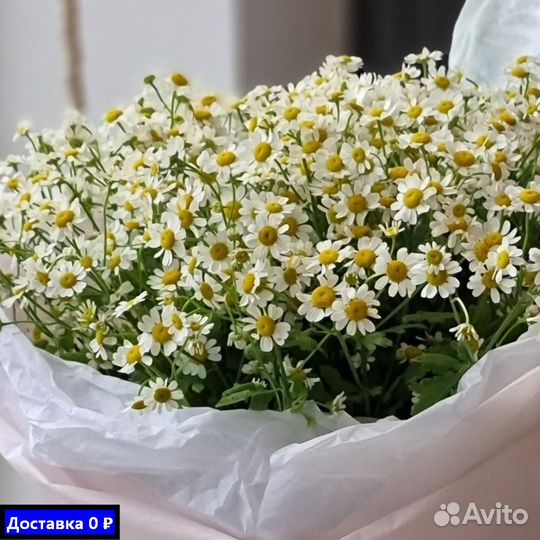 Ромашки для семейных торжеств