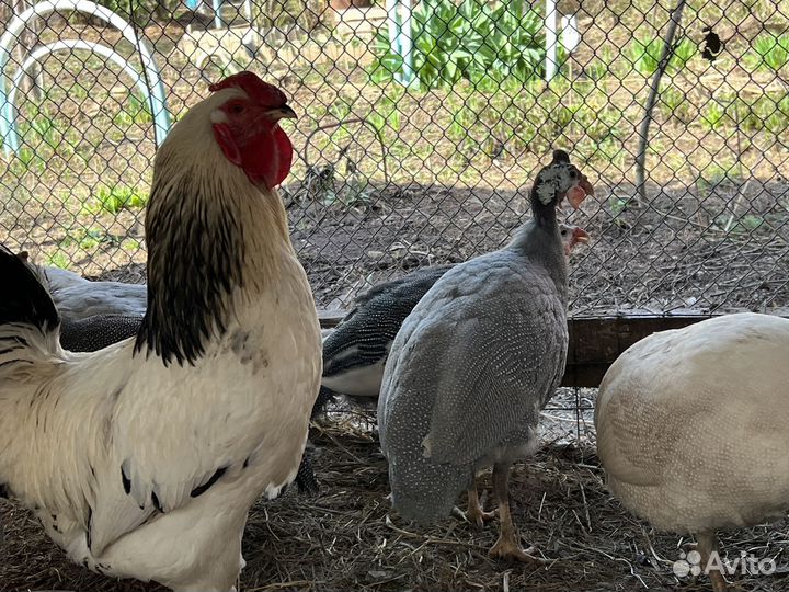 Птица (петух + курица) порода Первомайская