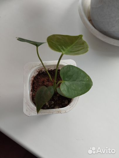 Спатифиллум