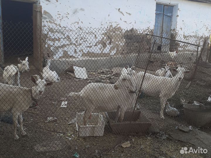 Козы козлята