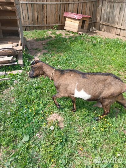 Коза дойная альпийская