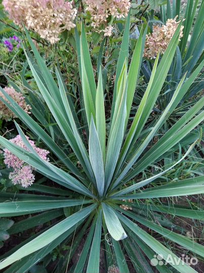 Юкка садовая/ хоста/традесканция