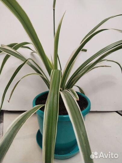 Комнатные цветы. Хлорофитум