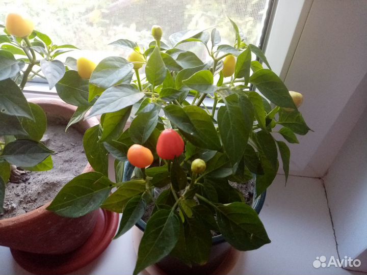 Декоротивный острый перец