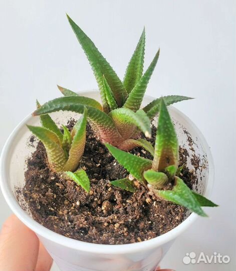 Суккуленты