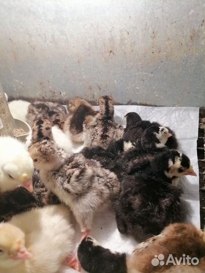 Индюшата. Цесарята. Перепелята. Несушка