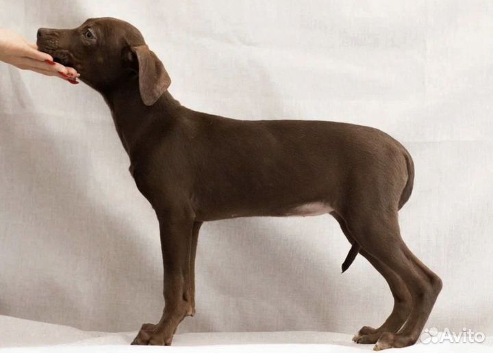 Прайтер девочка шоколад