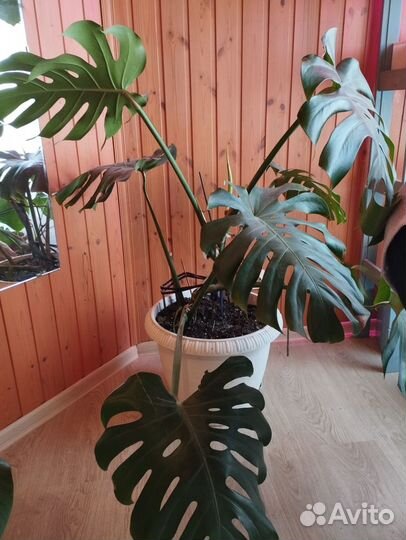 Монстера взрослая