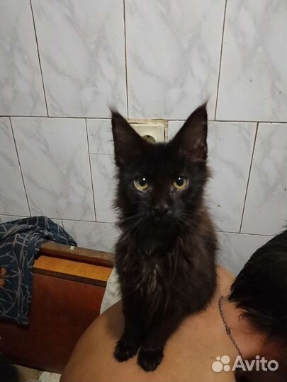 Котята мейн-кун