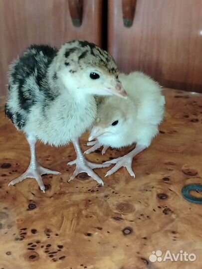 Индюки индюшата