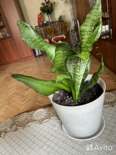 Сансевиерия