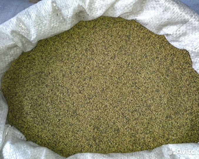 Семена люцерны сорт Вега-87 от производителя