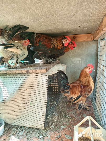 Петух бентаики лохмоногие