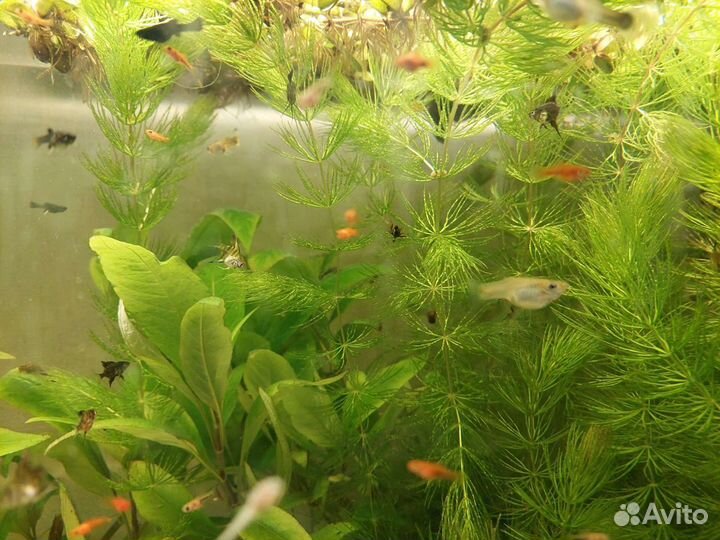 Аквариумные рыбки гуппи