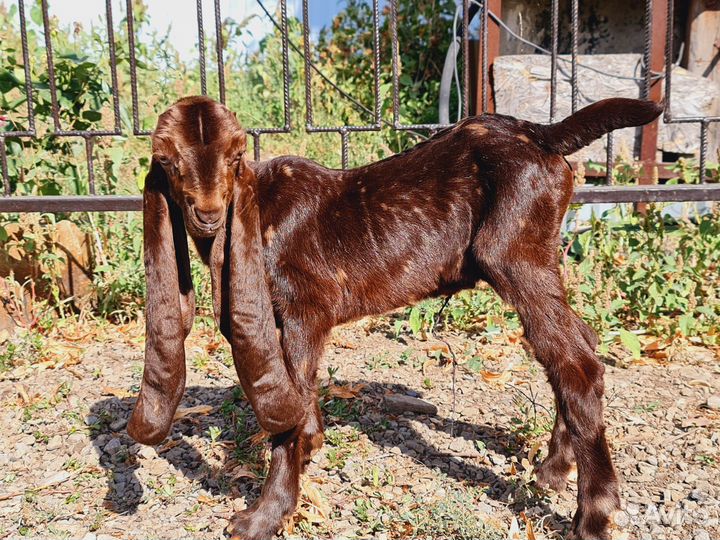 Козы Камори