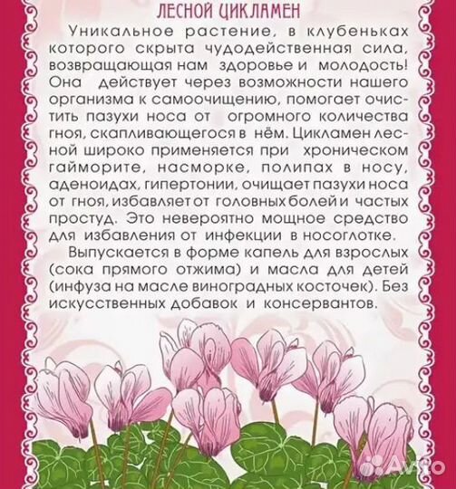 Цикломен Кавказский