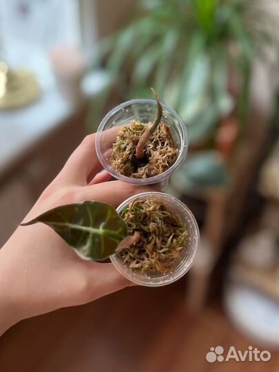 Бегония алоказия каладиум филодендрон