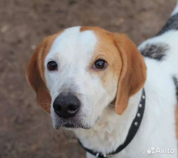 Собака гончая в дар