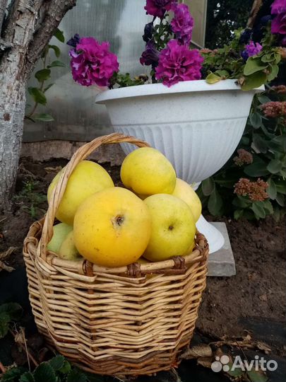 Яблоки домашние