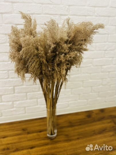 Пампасная трава