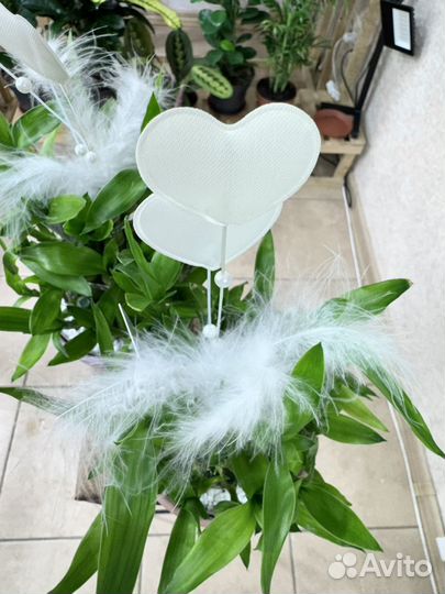 Бамбук Лаки Подарок на 8 марта