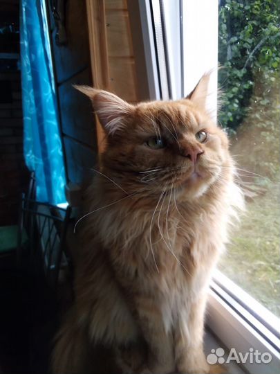 Кот мейн-кун полидакт вязка