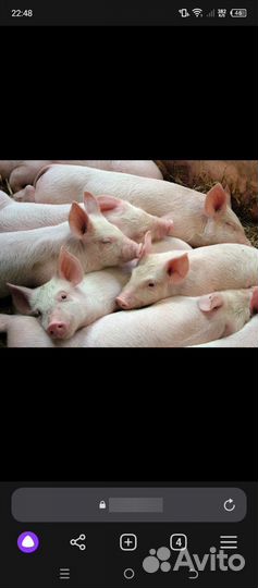 Поросята