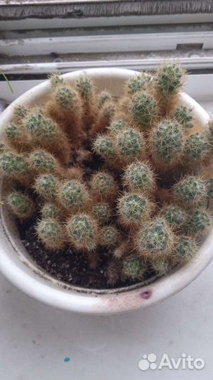 Кактусы и суккуленты