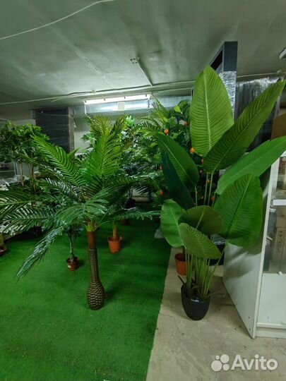 Деревья, растения разные в наличии, от