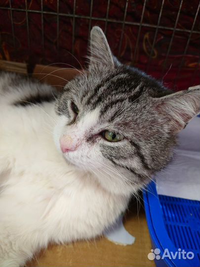 Мощный котик