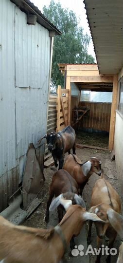 Продам козлят