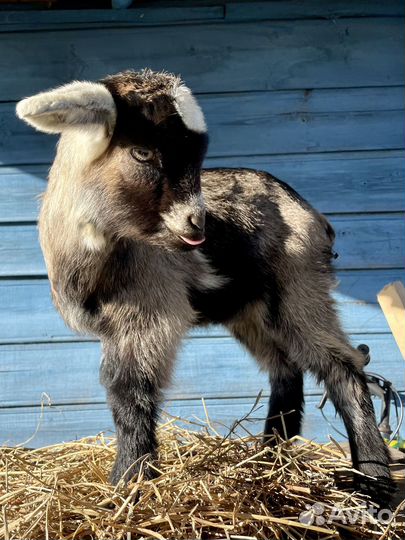 Козлята альпо-нубийские