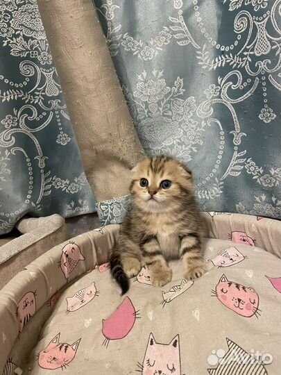 Шотландский мальчик +кот на вязку