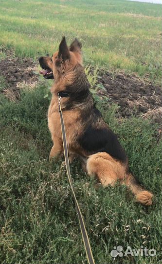 Овчарка помесь