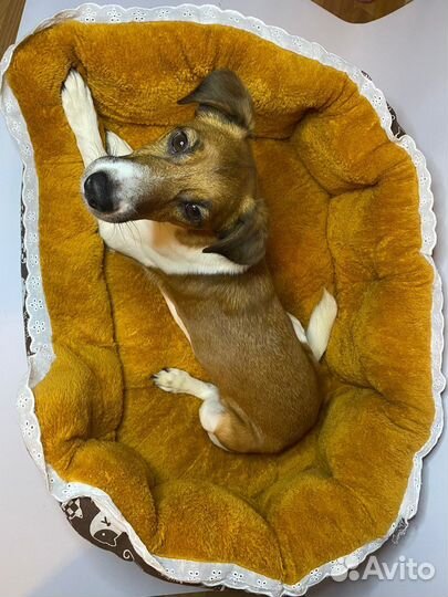 Лежанка для собак и кошек