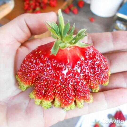 Купчиха