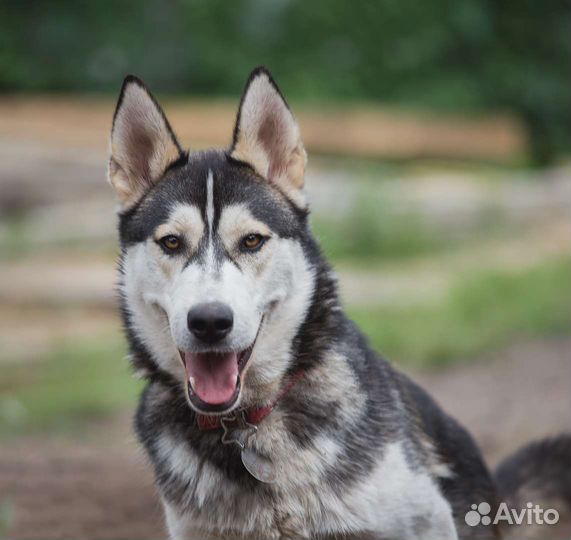 Щенок ищет дом