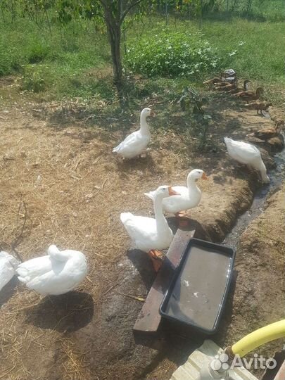 Куры гуси утки