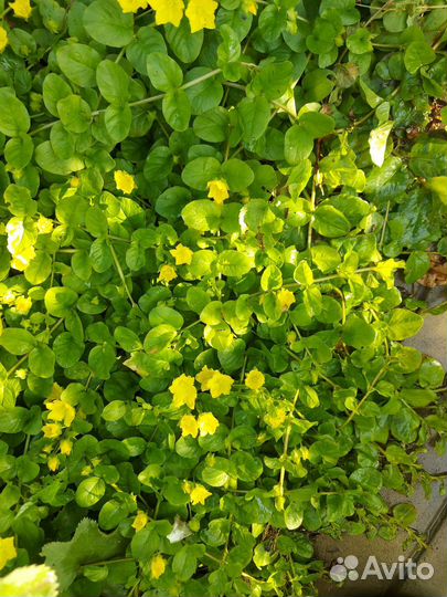 Вербейник монетчатый