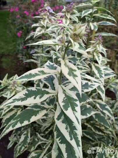 Флокс с вариегатными листьями. Редкий сорт